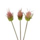 GloboStar® Artificial Garden PINK VELVET FRUIT BOUQET 21377 Τεχνητό Διακοσμητικό Μπουκέτο Βερμπάσκο Y56cm GloboStar® Artificial Garden PINK VELVET FRUIT BOUQET 21377 Τεχνητό Διακοσμητικό Μπουκέτο Βερμπάσκο Y56cm
