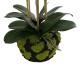 GloboStar® Artificial Garden BUTTERFLY ORCHID BONSAI 21400 Τεχνητό Διακοσμητικό Φυτό Ορχιδέα Μ34 x Π27 x Υ65cm GloboStar® Artificial Garden BUTTERFLY ORCHID BONSAI 21400 Τεχνητό Διακοσμητικό Φυτό Ορχιδέα Μ34 x Π27 x Υ65cm