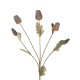 GloboStar® Artificial Garden POPPY FRUIT BRANCH 21432 Τεχνητό Διακοσμητικό Κλαδί Παπαρούνα Y62cm GloboStar® Artificial Garden POPPY FRUIT BRANCH 21432 Τεχνητό Διακοσμητικό Κλαδί Παπαρούνα Y62cm