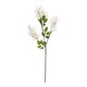 GloboStar® Artificial Garden WHITE AMARANTHUS FRUIT BRANCH 21447 Τεχνητό Διακοσμητικό Κλαδί Λευκός Αμάρανθος Y95cm GloboStar® Artificial Garden WHITE AMARANTHUS FRUIT BRANCH 21447 Τεχνητό Διακοσμητικό Κλαδί Λευκός Αμάρανθος Y95cm