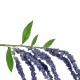 GloboStar® Artificial Garden PURPLE AMARANTHUS FRUIT BRANCH 21452 Τεχνητό Διακοσμητικό Κλαδί Μωβ Αμάρανθος Y80cm GloboStar® Artificial Garden PURPLE AMARANTHUS FRUIT BRANCH 21452 Τεχνητό Διακοσμητικό Κλαδί Μωβ Αμάρανθος Y80cm