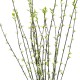 GloboStar® Artificial Garden GREEN WILLOW FLOWER BRANCH 21458 Τεχνητό Διακοσμητικό Κλαδί Λευκή Ιτιά Y86cm GloboStar® Artificial Garden GREEN WILLOW FLOWER BRANCH 21458 Τεχνητό Διακοσμητικό Κλαδί Λευκή Ιτιά Y86cm