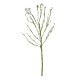GloboStar® Artificial Garden BIG SPROUT BLOSSOM BRANCH 21461 Τεχνητό Διακοσμητικό Κλαδί Πράσινο Λάχανο Y150cm GloboStar® Artificial Garden BIG SPROUT BLOSSOM BRANCH 21461 Τεχνητό Διακοσμητικό Κλαδί Πράσινο Λάχανο Y150cm