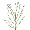GloboStar® Artificial Garden BIG SPROUT BLOSSOM BRANCH 21461 Τεχνητό Διακοσμητικό Κλαδί Πράσινο Λάχανο Y150cm