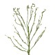 GloboStar® Artificial Garden BIG SPROUT BLOSSOM BRANCH 21461 Τεχνητό Διακοσμητικό Κλαδί Πράσινο Λάχανο Y150cm GloboStar® Artificial Garden BIG SPROUT BLOSSOM BRANCH 21461 Τεχνητό Διακοσμητικό Κλαδί Πράσινο Λάχανο Y150cm
