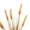GloboStar® Artificial Garden PAMPAS GRASS 21476 Τεχνητό Διακοσμητικό Φυτό Μπεζ Πάμπας Μ90 x Π40 x Υ150cm