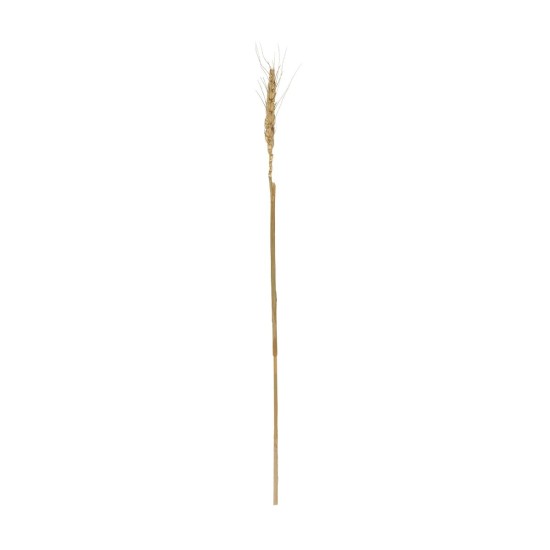GloboStar® Artificial Garden REAL DRIED WHEAT GRASS 21488 Τεχνητό Διακοσμητικό Κλαδί Σιταριού Y30cm GloboStar® Artificial Garden REAL DRIED WHEAT GRASS 21488 Τεχνητό Διακοσμητικό Κλαδί Σιταριού Y30cm