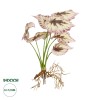GloboStar® Artificial Garden BEGONIA LEAVES ROOTED 21489 Τεχνητό Διακοσμητικό Φυτό Πολύχρωμη Βιγόνια Μ25 x Π14 x Υ35cm