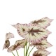 GloboStar® Artificial Garden BEGONIA LEAVES ROOTED 21489 Τεχνητό Διακοσμητικό Φυτό Πολύχρωμη Βιγόνια Μ25 x Π14 x Υ35cm GloboStar® Artificial Garden BEGONIA LEAVES ROOTED 21489 Τεχνητό Διακοσμητικό Φυτό Πολύχρωμη Βιγόνια Μ25 x Π14 x Υ35cm