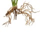 GloboStar® Artificial Garden BEGONIA LEAVES ROOTED 21489 Τεχνητό Διακοσμητικό Φυτό Πολύχρωμη Βιγόνια Μ25 x Π14 x Υ35cm GloboStar® Artificial Garden BEGONIA LEAVES ROOTED 21489 Τεχνητό Διακοσμητικό Φυτό Πολύχρωμη Βιγόνια Μ25 x Π14 x Υ35cm