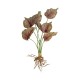 GloboStar® Artificial Garden BEGONIA LEAVES ROOTED 21490 Τεχνητό Διακοσμητικό Φυτό Πολύχρωμη Βιγόνια Μ25 x Π14 x Υ35cm GloboStar® Artificial Garden BEGONIA LEAVES ROOTED 21490 Τεχνητό Διακοσμητικό Φυτό Πολύχρωμη Βιγόνια Μ25 x Π14 x Υ35cm