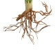 GloboStar® Artificial Garden BEGONIA LEAVES ROOTED 21490 Τεχνητό Διακοσμητικό Φυτό Πολύχρωμη Βιγόνια Μ25 x Π14 x Υ35cm GloboStar® Artificial Garden BEGONIA LEAVES ROOTED 21490 Τεχνητό Διακοσμητικό Φυτό Πολύχρωμη Βιγόνια Μ25 x Π14 x Υ35cm