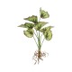 GloboStar® Artificial Garden BEGONIA LEAVES ROOTED 21491 Τεχνητό Διακοσμητικό Φυτό Πολύχρωμη Βιγόνια Μ25 x Π14 x Υ35cm GloboStar® Artificial Garden BEGONIA LEAVES ROOTED 21491 Τεχνητό Διακοσμητικό Φυτό Πολύχρωμη Βιγόνια Μ25 x Π14 x Υ35cm
