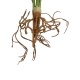 GloboStar® Artificial Garden BEGONIA LEAVES ROOTED 21491 Τεχνητό Διακοσμητικό Φυτό Πολύχρωμη Βιγόνια Μ25 x Π14 x Υ35cm GloboStar® Artificial Garden BEGONIA LEAVES ROOTED 21491 Τεχνητό Διακοσμητικό Φυτό Πολύχρωμη Βιγόνια Μ25 x Π14 x Υ35cm