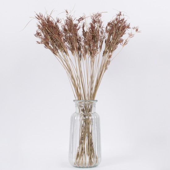 GloboStar® CYPERUS 36500 Αποξηραμένο Φυτό Κύπειρος - Μπουκέτο Διακοσμητικών Κλαδιών Μπεζ - Καφέ Υ60cm GloboStar® CYPERUS 36500 Αποξηραμένο Φυτό Κύπειρος - Μπουκέτο Διακοσμητικών Κλαδιών Μπεζ - Καφέ Υ60cm