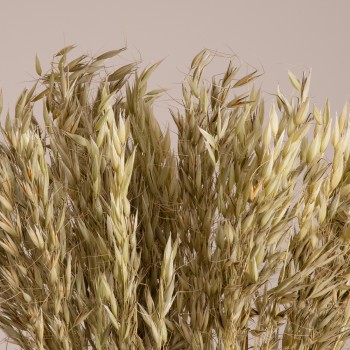 GloboStar® WILDOAT 36501 Αποξηραμένο Φυτό Αγριοβρώμη - Μπουκέτο Διακοσμητικών Κλαδιών Μπεζ - Πράσινο Υ60cm - Σετ 100 τμχ