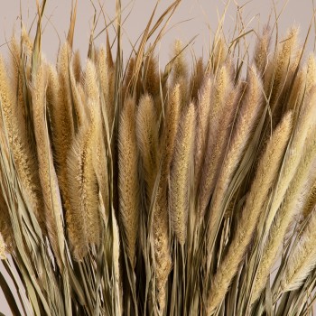 GloboStar® PENNISETUM 36503 Αποξηραμένο Φυτό Πεννήσιο - Μπουκέτο Διακοσμητικών Κλαδιών Μπεζ - Πράσινο Υ60cm - Σετ 100 τμχ