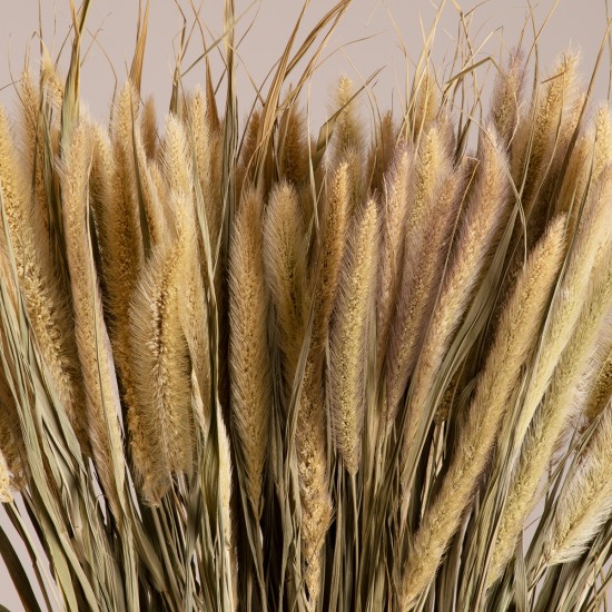 GloboStar® PENNISETUM 36503 Αποξηραμένο Φυτό Πεννήσιο - Μπουκέτο Διακοσμητικών Κλαδιών Μπεζ - Πράσινο Υ60cm GloboStar® PENNISETUM 36503 Αποξηραμένο Φυτό Πεννήσιο - Μπουκέτο Διακοσμητικών Κλαδιών Μπεζ - Πράσινο Υ60cm