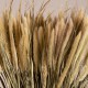 GloboStar® PENNISETUM 36503 Αποξηραμένο Φυτό Πεννήσιο - Μπουκέτο Διακοσμητικών Κλαδιών Μπεζ - Πράσινο Υ60cm GloboStar® PENNISETUM 36503 Αποξηραμένο Φυτό Πεννήσιο - Μπουκέτο Διακοσμητικών Κλαδιών Μπεζ - Πράσινο Υ60cm