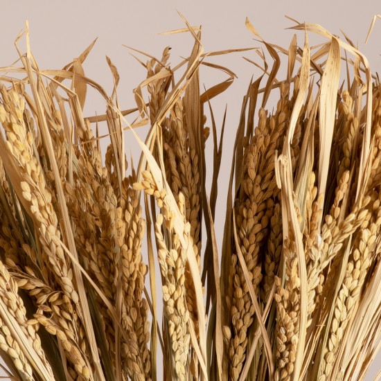 GloboStar® RISEGRASS 36505 Αποξηραμένο Φυτό Ρύζι - Μπουκέτο Διακοσμητικών Κλαδιών Μπεζ Υ60cm GloboStar® RISEGRASS 36505 Αποξηραμένο Φυτό Ρύζι - Μπουκέτο Διακοσμητικών Κλαδιών Μπεζ Υ60cm