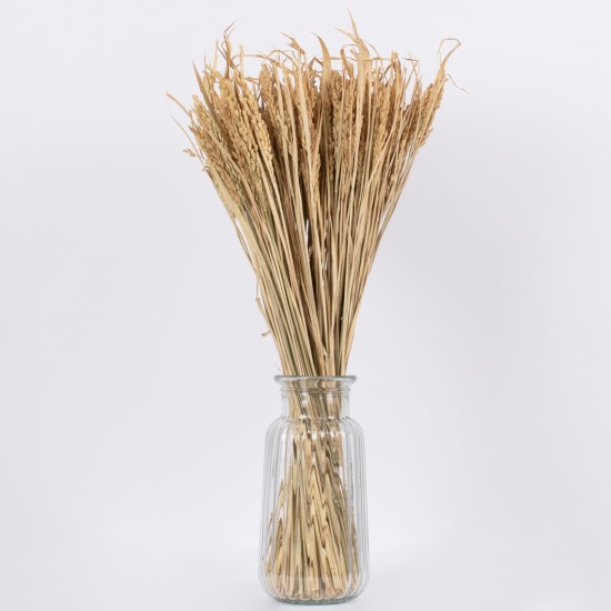 GloboStar® RISEGRASS 36505 Αποξηραμένο Φυτό Ρύζι - Μπουκέτο Διακοσμητικών Κλαδιών Μπεζ Υ60cm GloboStar® RISEGRASS 36505 Αποξηραμένο Φυτό Ρύζι - Μπουκέτο Διακοσμητικών Κλαδιών Μπεζ Υ60cm