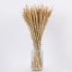 GloboStar® RISEGRASS 36505 Αποξηραμένο Φυτό Ρύζι - Μπουκέτο Διακοσμητικών Κλαδιών Μπεζ Υ60cm GloboStar® RISEGRASS 36505 Αποξηραμένο Φυτό Ρύζι - Μπουκέτο Διακοσμητικών Κλαδιών Μπεζ Υ60cm