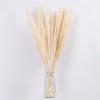 GLOBOSTAR® PAMPASGRASS 36507 Αποξηραμένο Διακοσμητικό Μπουκέτο Γρασίδι της Πάμπας - Μπεζ - Μ20 x Π20 x Υ80cm - Πακέτο 10 Τεμαχίων