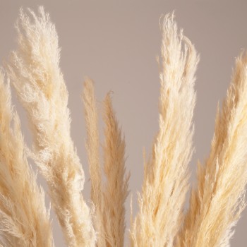 GLOBOSTAR® PAMPASGRASS 36508 Αποξηραμένο Διακοσμητικό Μπουκέτο Γρασίδι της Πάμπας - Μπεζ - Μ20 x Π20 x Υ100cm - Πακέτο 10 Τεμαχίων