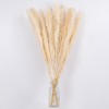 GLOBOSTAR® PAMPASGRASS 36507 Αποξηραμένο Διακοσμητικό Μπουκέτο Γρασίδι της Πάμπας - Μπεζ - Μ20 x Π20 x Υ100cm - Πακέτο 10 Τεμαχίων