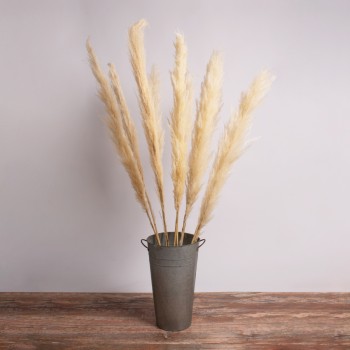 GloboStar® PAMPASGRASS 36510 Αποξηραμένο Φυτό Γρασίδι της Πάμπας - Μπουκέτο Διακοσμητικών Κλαδιών Μπεζ - Εκρού Υ150cm - Σετ 5 τμχ