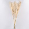 GloboStar® PAMPASGRASS 36510 Αποξηραμένο Φυτό Γρασίδι της Πάμπας - Μπουκέτο Διακοσμητικών Κλαδιών Μπεζ - Εκρού Υ150cm