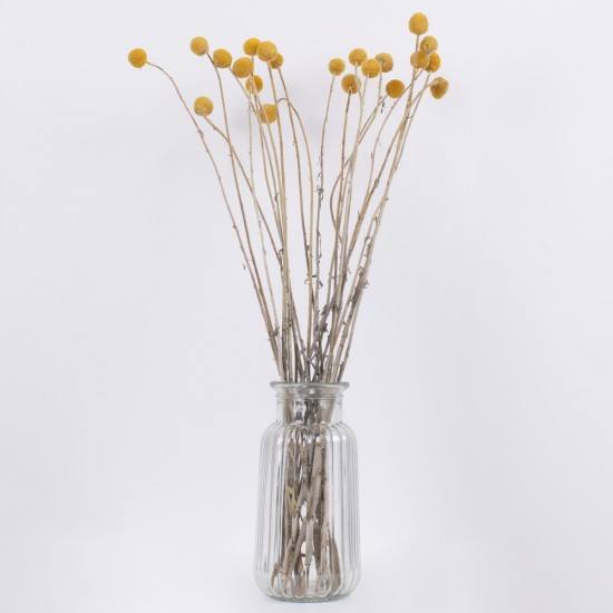 GloboStar® GRASPEDIA 36532 Αποξηραμένο Φυτό Κρασπέδια Φ2cm - Μπουκέτο Διακοσμητικών Κλαδιών Μπεζ - Κίτρινο Υ70cm GloboStar® GRASPEDIA 36532 Αποξηραμένο Φυτό Κρασπέδια Φ2cm - Μπουκέτο Διακοσμητικών Κλαδιών Μπεζ - Κίτρινο Υ70cm