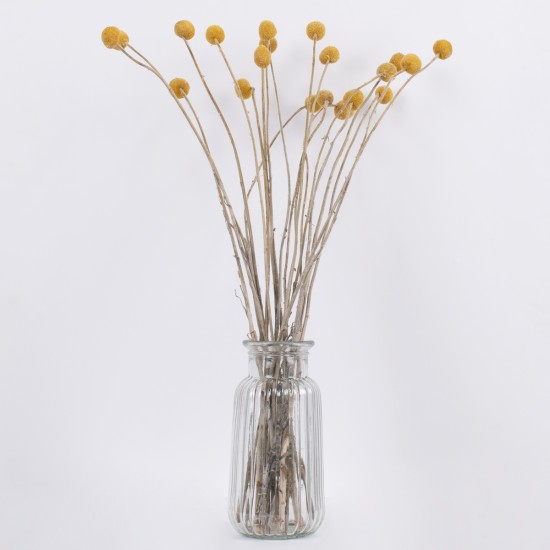 GloboStar® GRASPEDIA 36533 Αποξηραμένο Φυτό Κρασπέδια Φ3cm - Μπουκέτο Διακοσμητικών Κλαδιών Μπεζ - Κίτρινο Υ70cm GloboStar® GRASPEDIA 36533 Αποξηραμένο Φυτό Κρασπέδια Φ3cm - Μπουκέτο Διακοσμητικών Κλαδιών Μπεζ - Κίτρινο Υ70cm