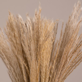 GLOBOSTAR® MISCANTHUS 36534 Αποξηραμένο Διακοσμητικό Μπουκέτο Μίσχανθος - Μπεζ - Μ20 x Π20 x Υ40cm - Πακέτο 20 Τεμαχίων