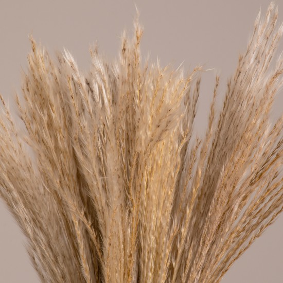 GLOBOSTAR® MISCANTHUS 36534 Αποξηραμένο Διακοσμητικό Μπουκέτο Μίσχανθος - Μπεζ - Μ20 x Π20 x Υ40cm - Πακέτο 20 Τεμαχίων