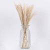 GLOBOSTAR® MISCANTHUS 36534 Αποξηραμένο Διακοσμητικό Μπουκέτο Μίσχανθος - Μπεζ - Μ20 x Π20 x Υ40cm - Πακέτο 20 Τεμαχίων
