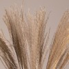 GLOBOSTAR® MISCANTHUS 36535 Αποξηραμένο Διακοσμητικό Μπουκέτο Μίσχανθος - Μπεζ - Μ20 x Π20 x Υ60cm - Πακέτο 20 Τεμαχίων