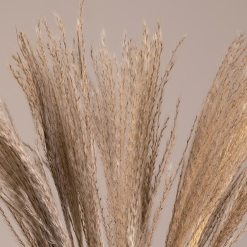 GLOBOSTAR® MISCANTHUS 36535 Αποξηραμένο Διακοσμητικό Μπουκέτο Μίσχανθος - Μπεζ - Μ20 x Π20 x Υ60cm - Πακέτο 20 Τεμαχίων