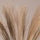 GLOBOSTAR® MISCANTHUS 36535 Αποξηραμένο Διακοσμητικό Μπουκέτο Μίσχανθος - Μπεζ - Μ20 x Π20 x Υ60cm - Πακέτο 20 Τεμαχίων