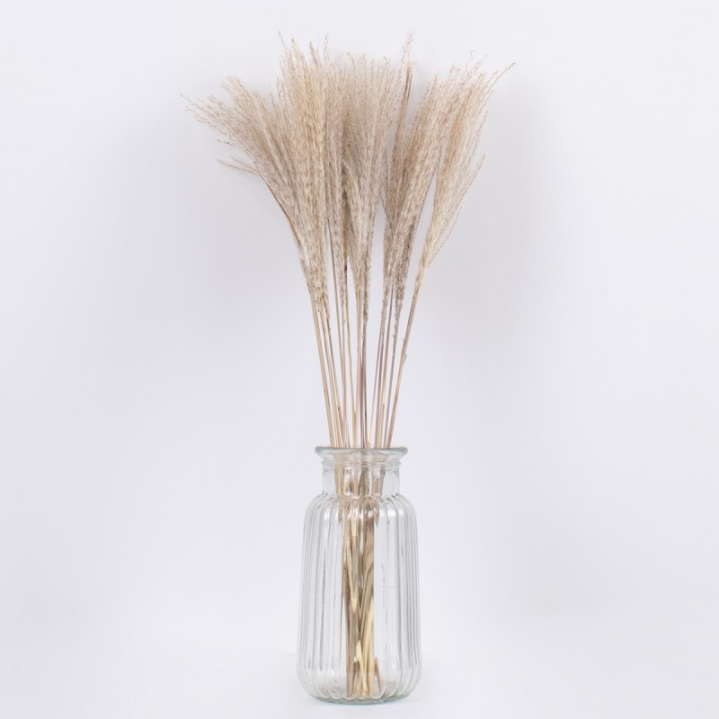 GLOBOSTAR® MISCANTHUS 36535 Αποξηραμένο Διακοσμητικό Μπουκέτο Μίσχανθος - Μπεζ - Μ20 x Π20 x Υ60cm - Πακέτο 20 Τεμαχίων