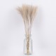 GLOBOSTAR® MISCANTHUS 36535 Αποξηραμένο Διακοσμητικό Μπουκέτο Μίσχανθος - Μπεζ - Μ20 x Π20 x Υ60cm - Πακέτο 20 Τεμαχίων