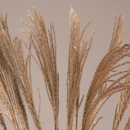 GLOBOSTAR® MISCANTHUS 36536 Αποξηραμένο Διακοσμητικό Μπουκέτο Μίσχανθος - Μπεζ - Μ20 x Π20 x Υ80cm - Πακέτο 20 Τεμαχίων