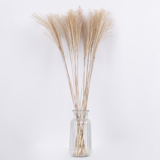GLOBOSTAR® MISCANTHUS 36536 Αποξηραμένο Διακοσμητικό Μπουκέτο Μίσχανθος - Μπεζ - Μ20 x Π20 x Υ80cm - Πακέτο 20 Τεμαχίων