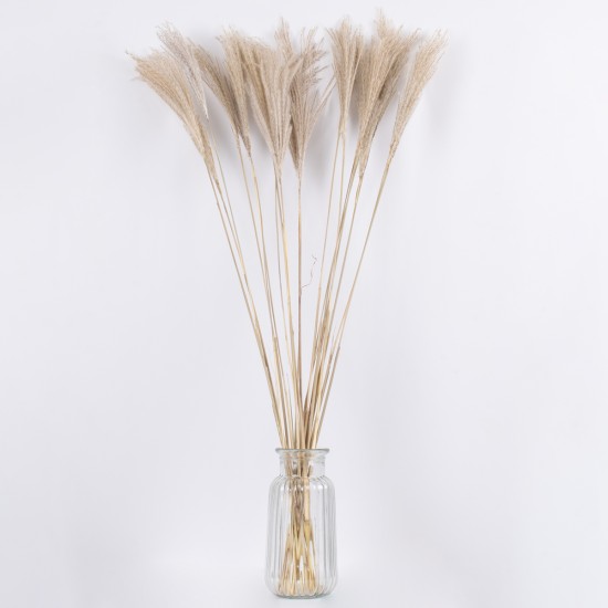 GLOBOSTAR® MISCANTHUS 36537 Αποξηραμένο Διακοσμητικό Μπουκέτο Μίσχανθος - Μπεζ - Μ20 x Π20 x Υ100cm - Πακέτο 20 Τεμαχίων