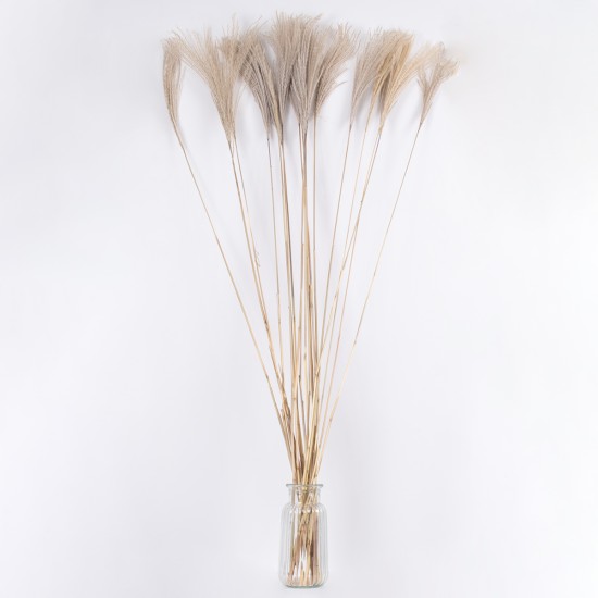 GloboStar® MISCANTHUS 36539 Αποξηραμένο Φυτό Μίσχανθος - Μπουκέτο Διακοσμητικών Κλαδιών Μπεζ Υ140cm