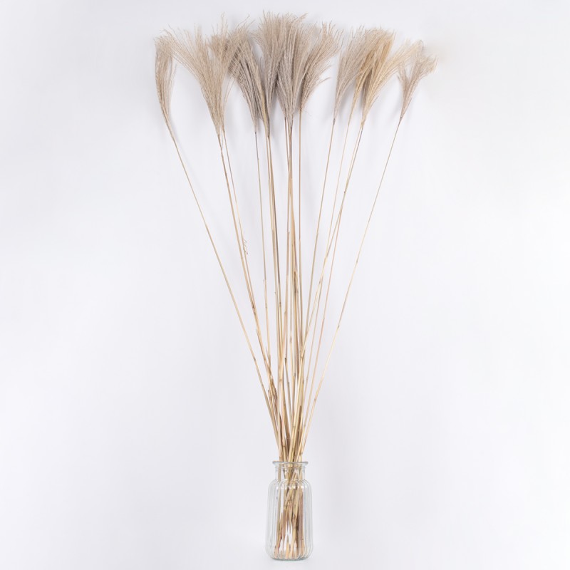 GloboStar® MISCANTHUS 36539 Αποξηραμένο Φυτό Μίσχανθος - Μπουκέτο Διακοσμητικών Κλαδιών Μπεζ Υ140cm