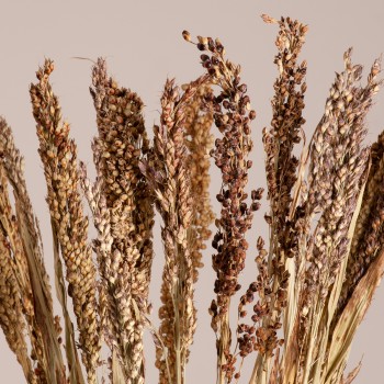 GloboStar® BROOMCORN 36540 Αποξηραμένο Φυτό Γλυκό Σόργο - Μπουκέτο Διακοσμητικών Κλαδιών Μπεζ - Καφέ Υ60cm - Σετ 20 τμχ