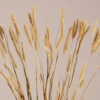 GloboStar® FOUNTAINGRASS 36542 Αποξηραμένο Φυτό Πεννίζετο - Μπουκέτο Διακοσμητικών Κλαδιών Μπεζ - Πράσινο Υ60cm - Σετ 50 τμχ