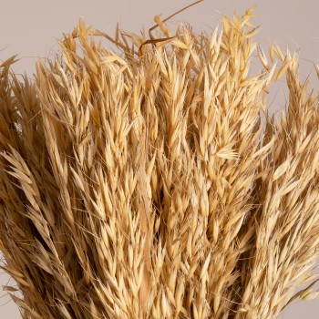 GloboStar® WILDOAT 36543 Αποξηραμένο Φυτό Αγριοβρώμη - Μπουκέτο Διακοσμητικών Κλαδιών Μπεζ Υ60cm - Σετ 100 τμχ
