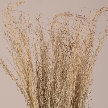 GloboStar® SILVERHAIRGRASS 36545 Αποξηραμένο Φυτό Ασημένια Χλόη - Μπουκέτο Διακοσμητικών Κλαδιών Μπεζ Υ60cm - Σετ 100 τμχ